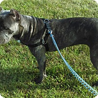 Adopt A Pet :: Nina (COURTESY POST) - Baltimore, MD