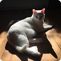 Adopt A Pet :: Gary (COURTESY POST) - Baltimore, MD