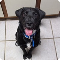 Adopt A Pet :: Rex (COURTESY POST) - Baltimore, MD